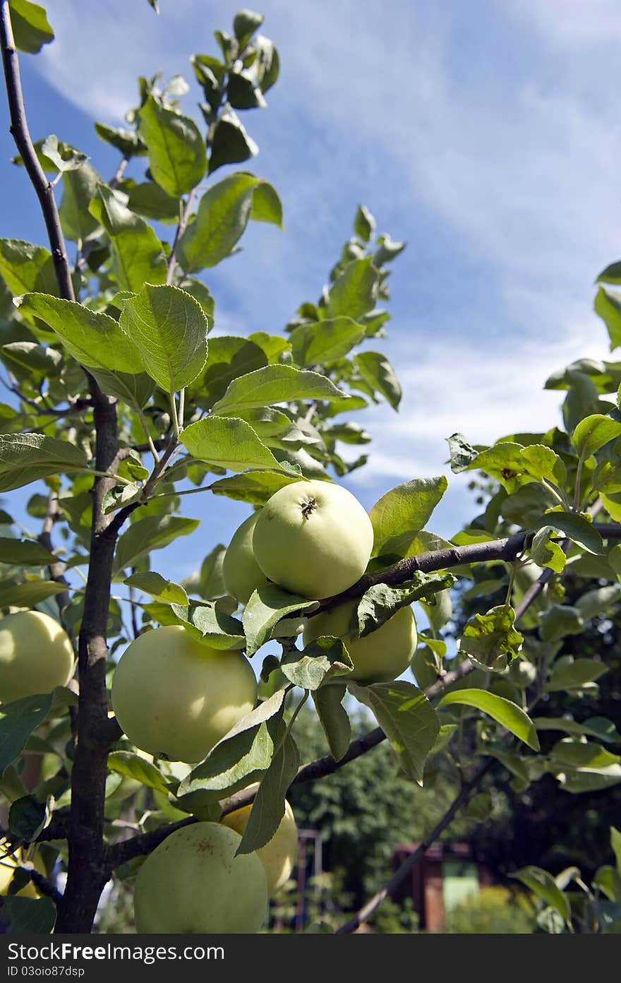 Green apples on a branch.