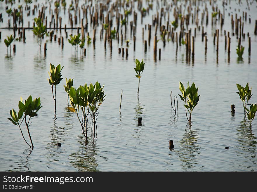 Young Rhizophora apiculata Blume at Bangpoo, Thailand