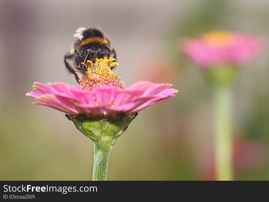 Insects in the natural nature of dwelling. Insects in the natural nature of dwelling