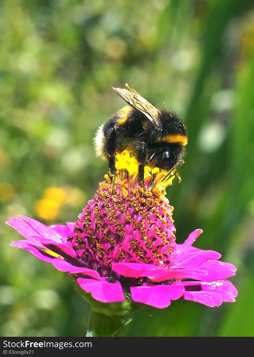 Insects in the natural nature of dwelling. Insects in the natural nature of dwelling