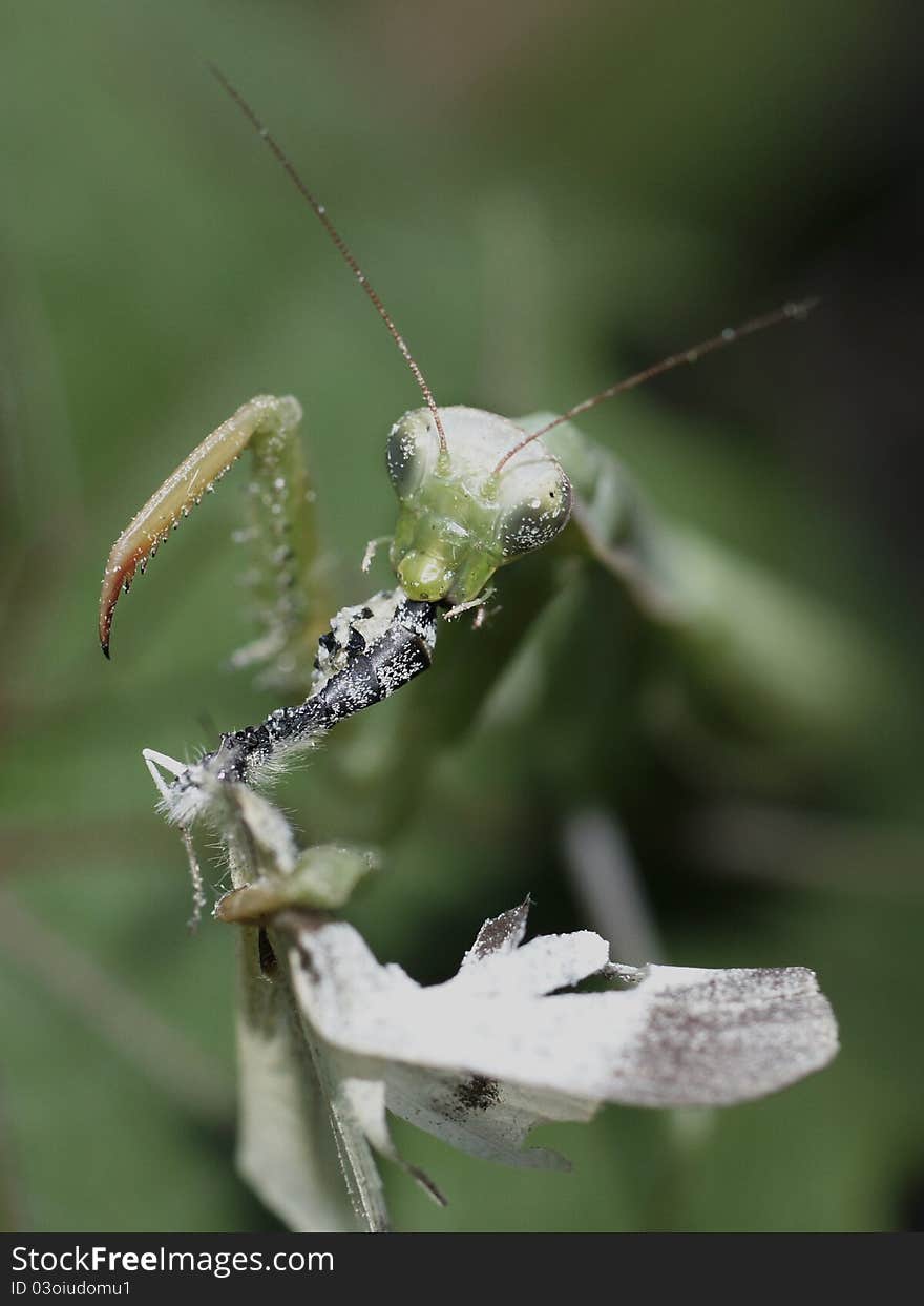 Mantis