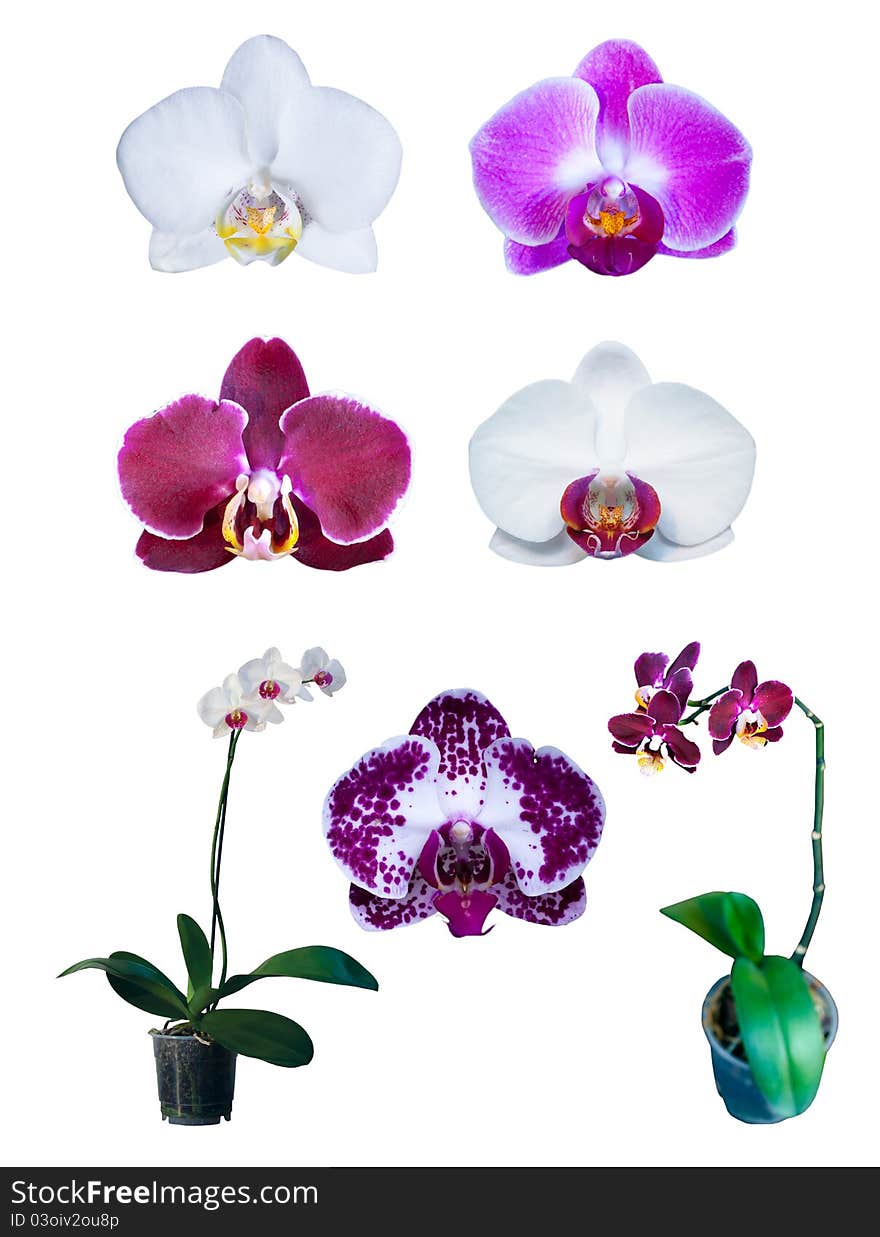 Group Of Orchids Isolated