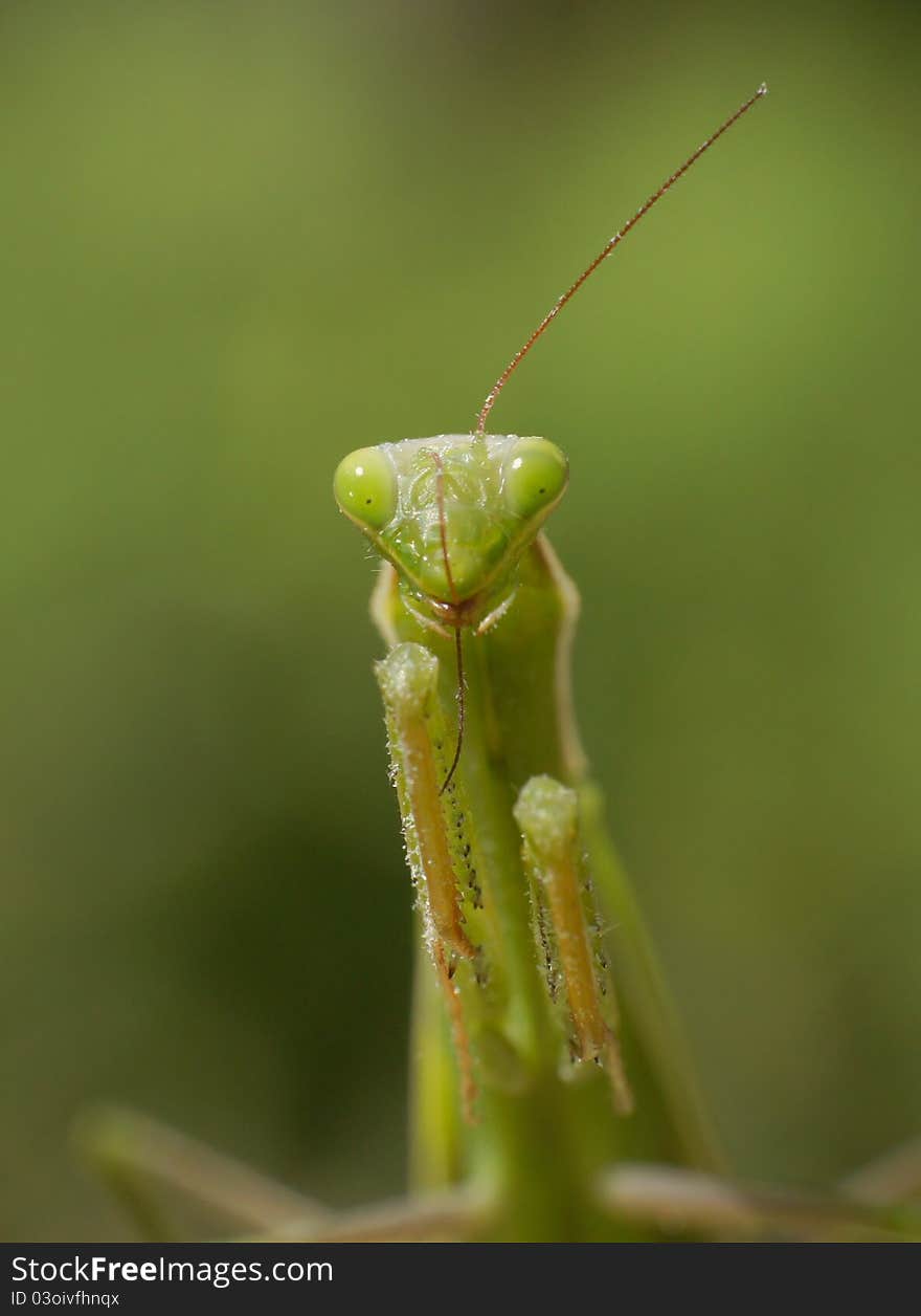 Mantis