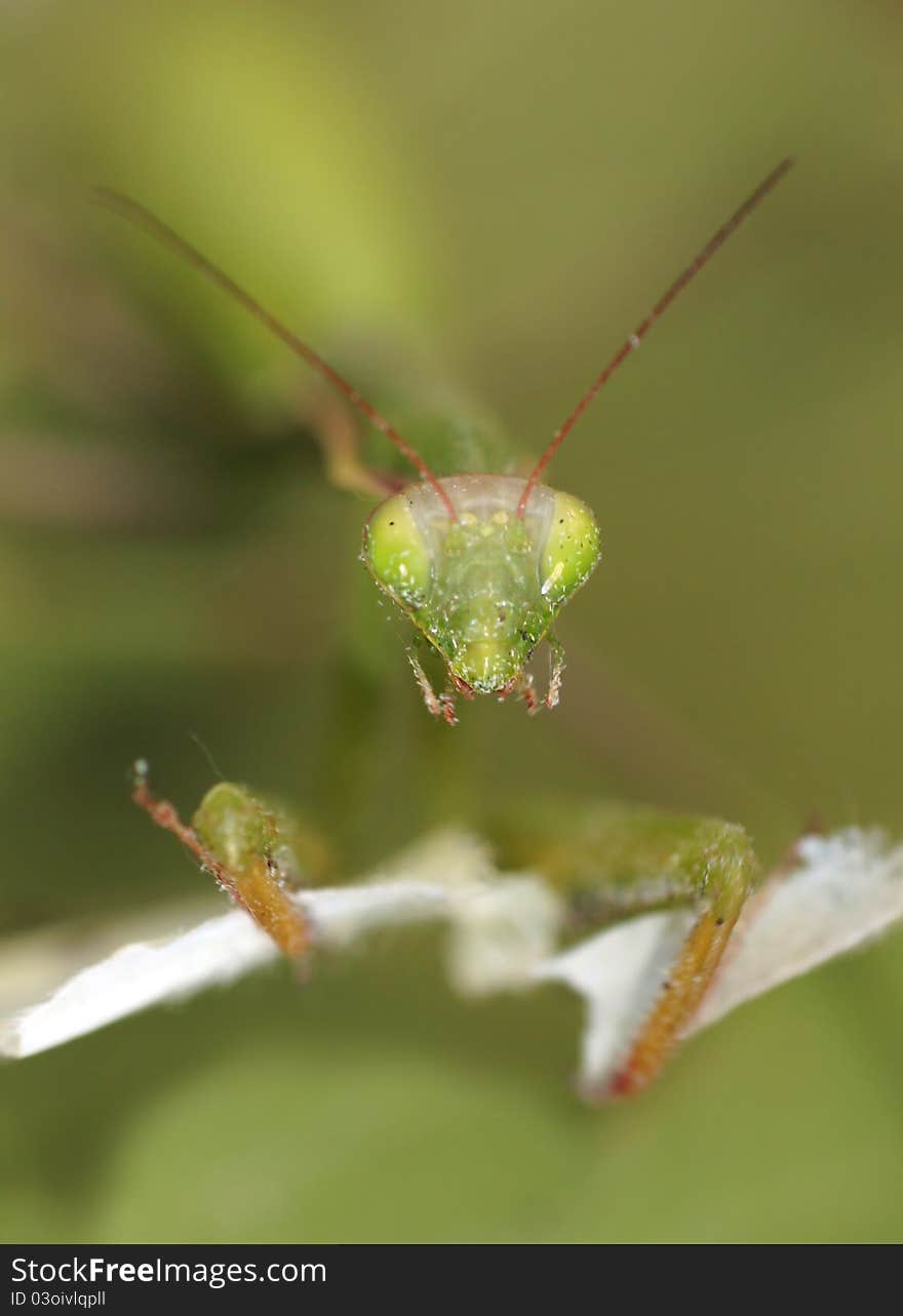 Mantis