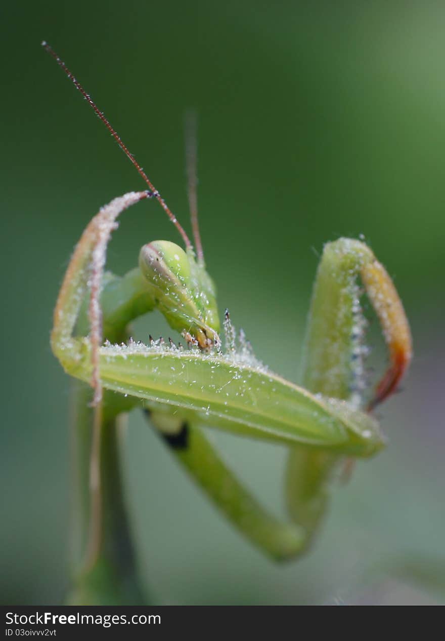 Mantis