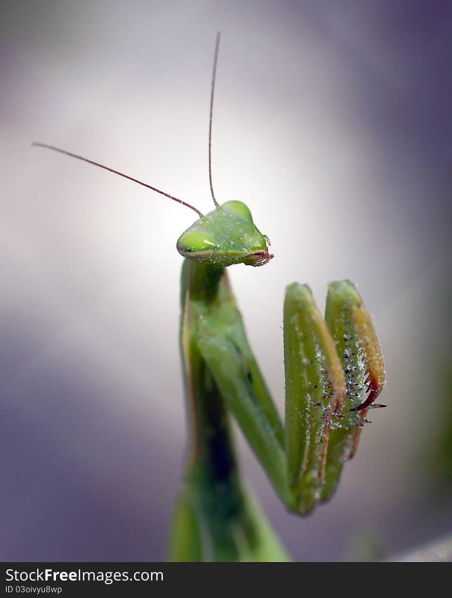 Mantis