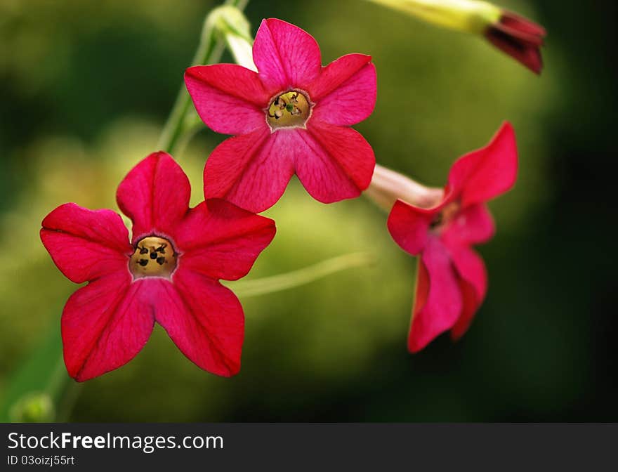 Fragrant tobacco of pink color against a dark background. Fragrant tobacco of pink color against a dark background