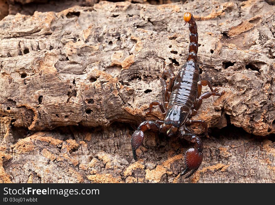 Upper side studio photography of a Scorpion on bark