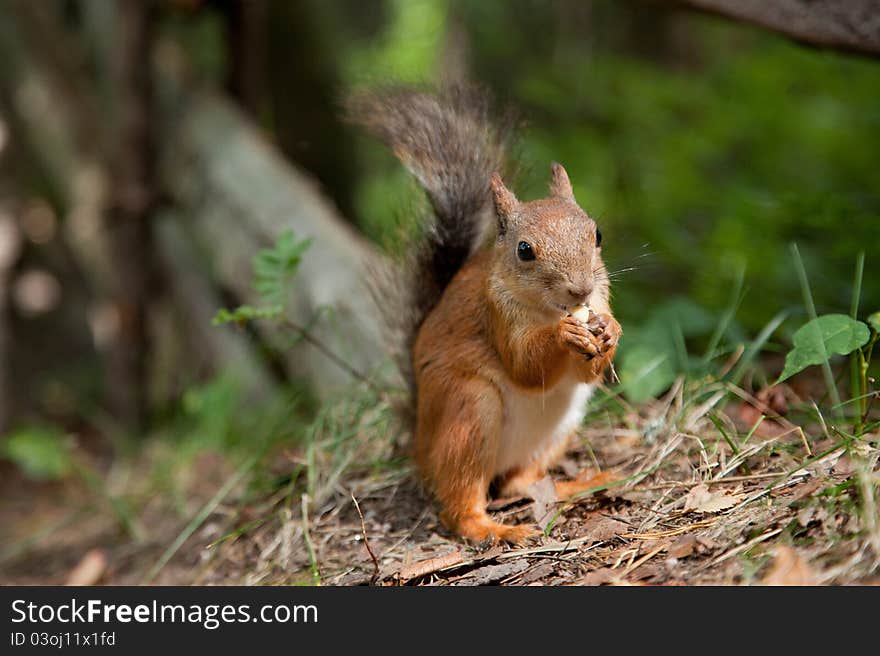 Red squirrel eating in a park