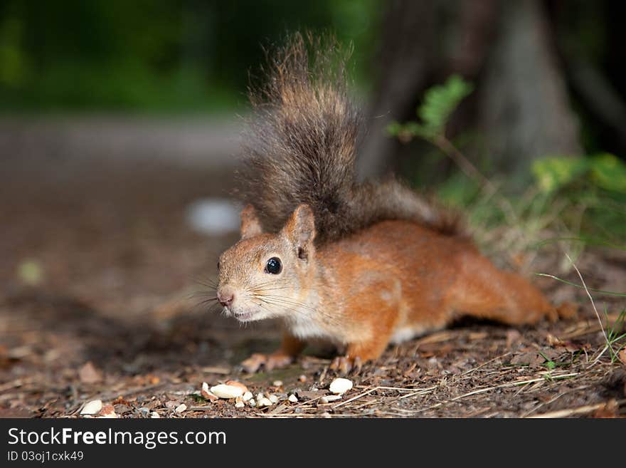 Close-up A photo of the young fluffy European squirrel searching for forage and livelihood in summer wood among withered last year's leaves. Close-up A photo of the young fluffy European squirrel searching for forage and livelihood in summer wood among withered last year's leaves