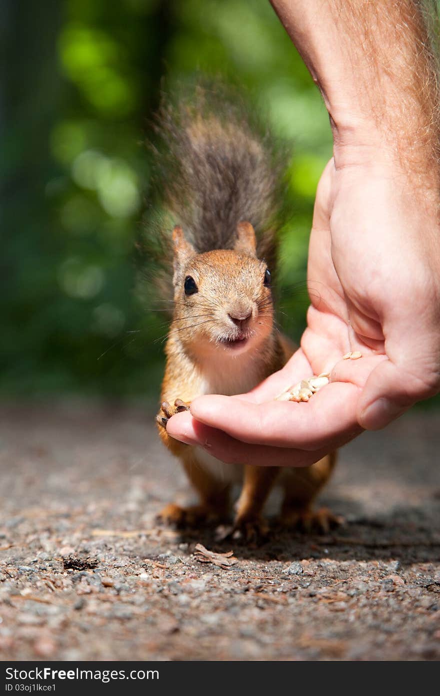 Close-up photo of small red fluffy European squirrel eating seeds from human hand in summer forest. Close-up photo of small red fluffy European squirrel eating seeds from human hand in summer forest