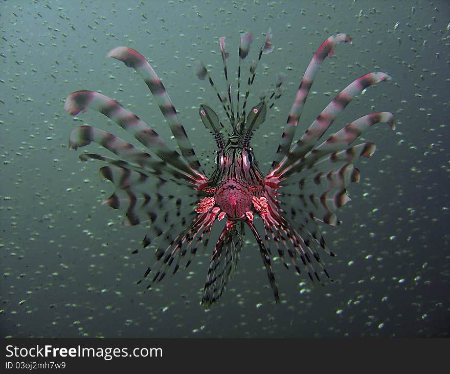 The Common Lionfish as seen in the Red Sea, Egypt. The Common Lionfish as seen in the Red Sea, Egypt