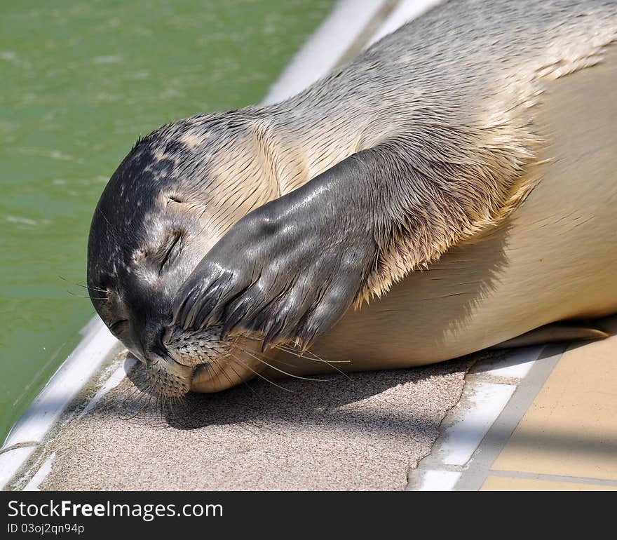 Lying and resting sea lion in the rescue station in the Netherlands. Lying and resting sea lion in the rescue station in the Netherlands