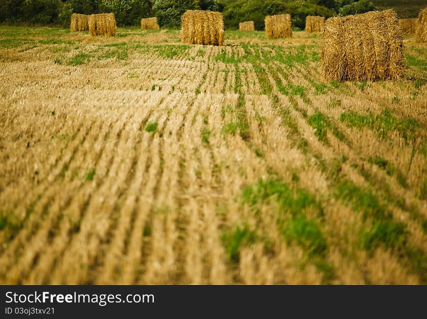 Straw Haystacks On The  Field