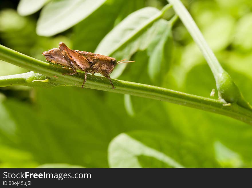 Grasshopper on green vegetation