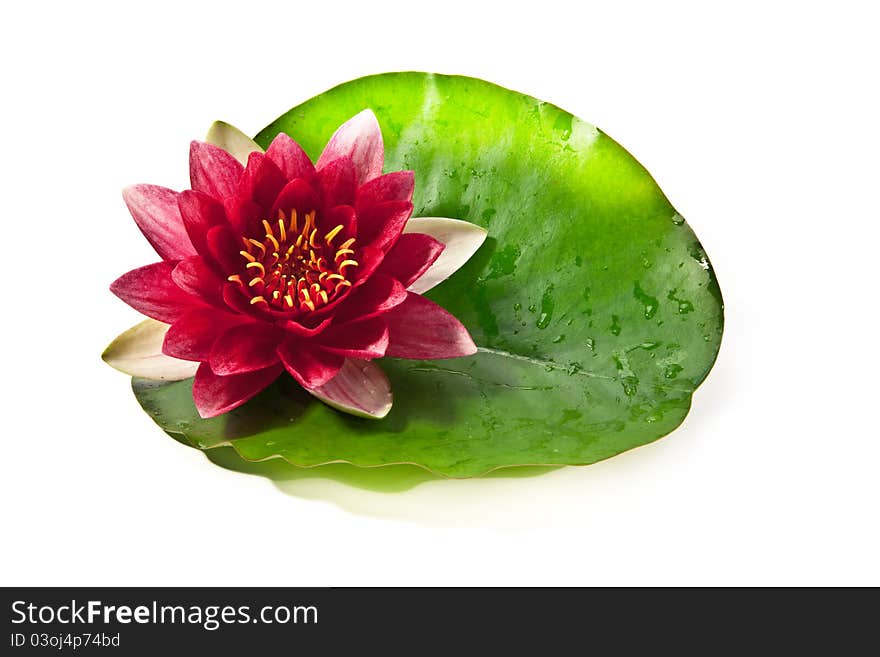 Water lily with leaf on white background