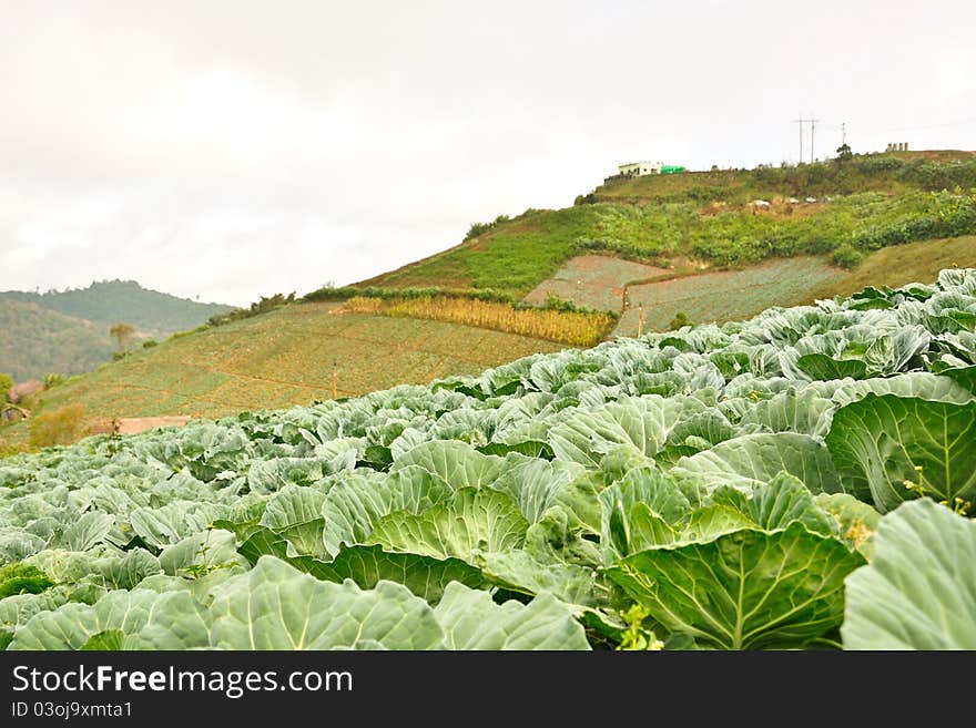 The cabbage mountain in Thailand