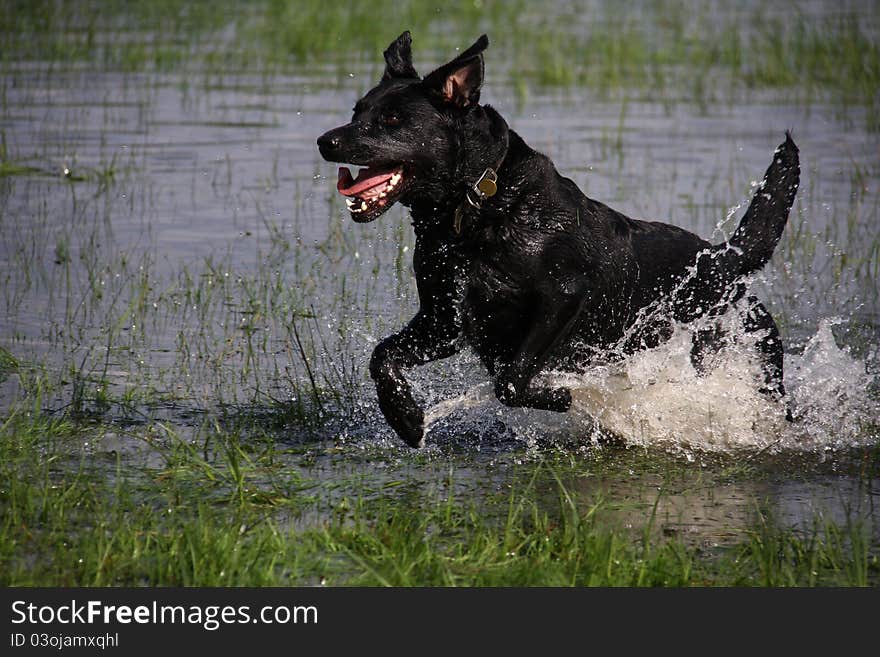 Black Labrador running through water in flooded meadow. Black Labrador running through water in flooded meadow