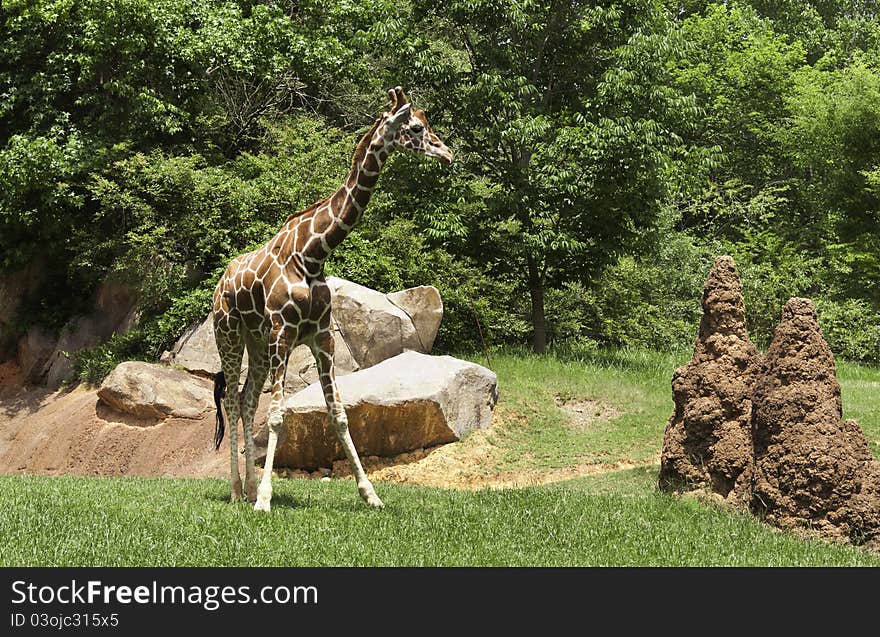 A giraffe looks over the anthills. A giraffe looks over the anthills