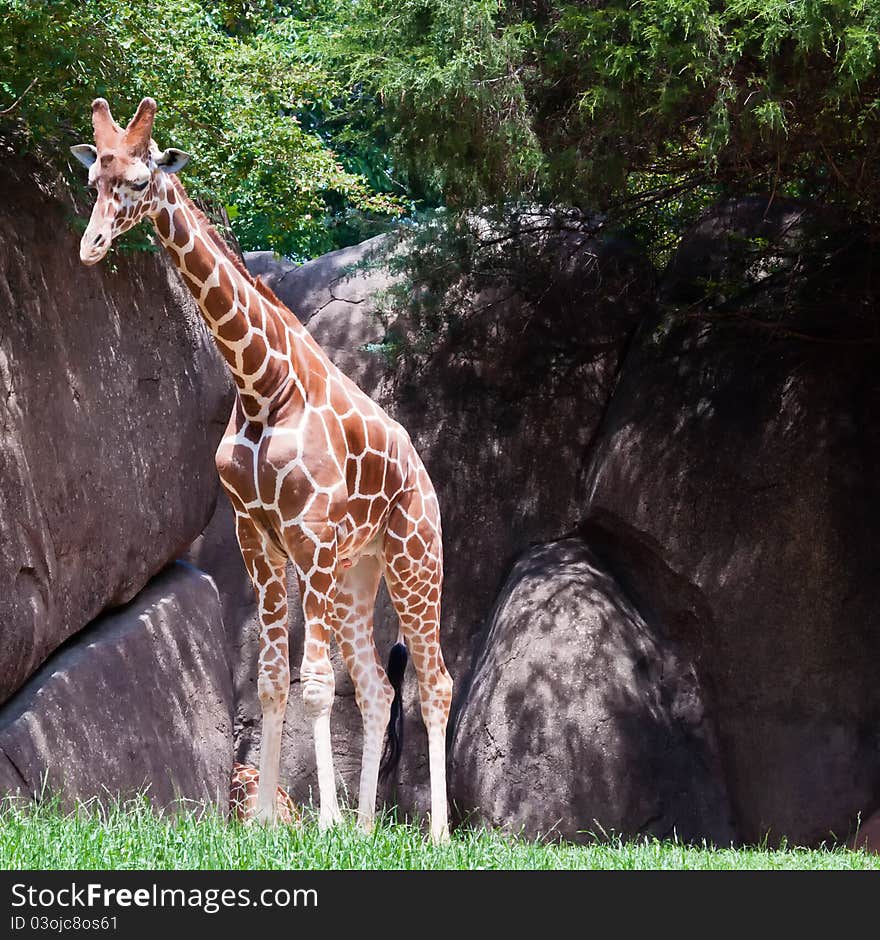 A tall giraffe looks scans the horizon. A tall giraffe looks scans the horizon