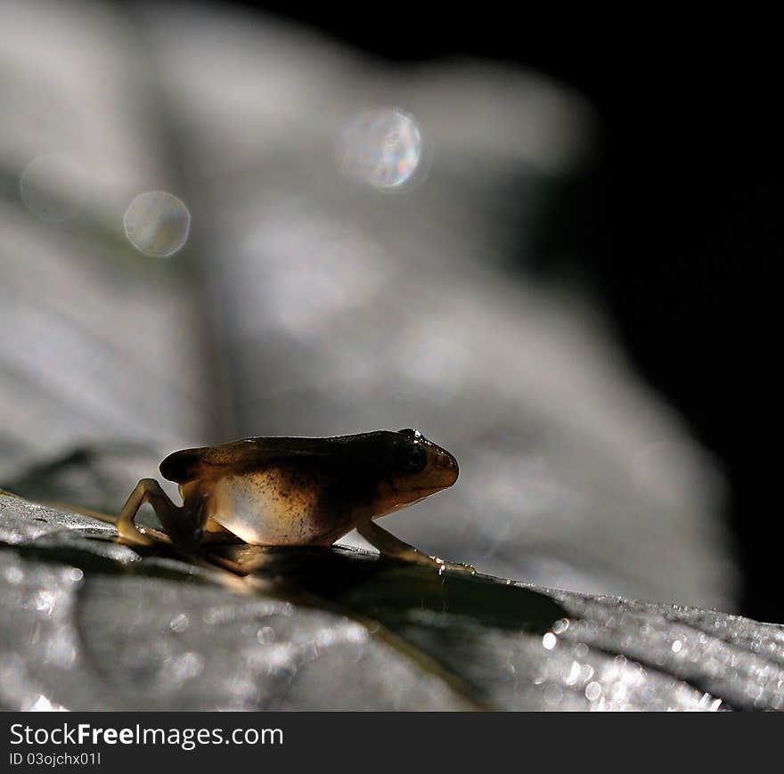 Hyla Arborea