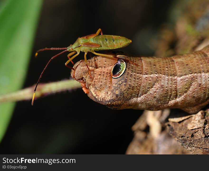 Took in qingliangfeng natural protection zone,linan zhejiang province.a stingbug's larva paused on a moth larva's head. Took in qingliangfeng natural protection zone,linan zhejiang province.a stingbug's larva paused on a moth larva's head.