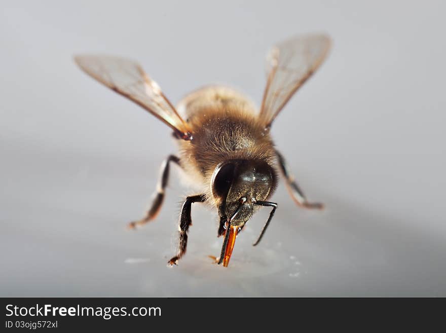 One bee isolated on grey