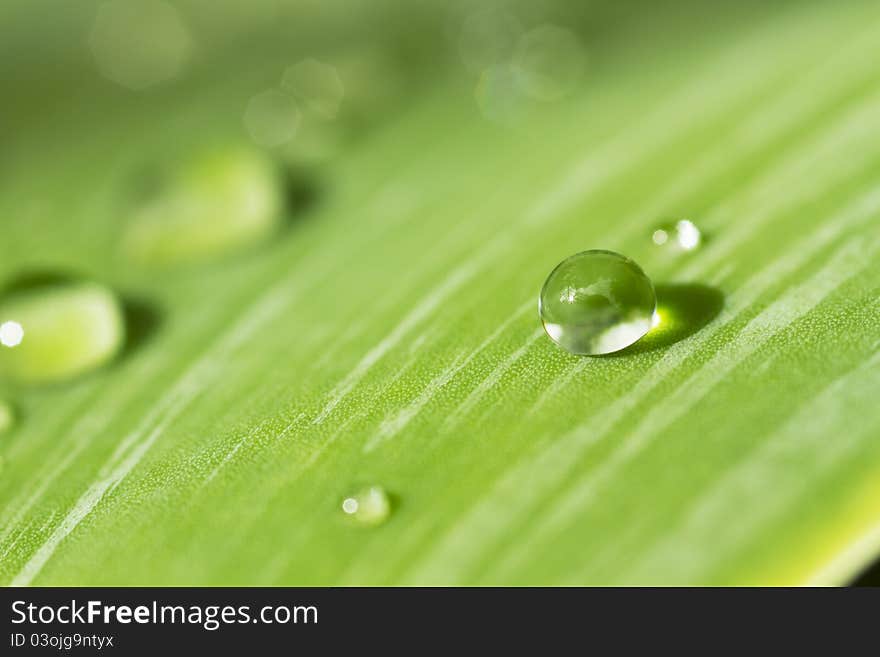 Macro shot of a water droplet on a leaf.