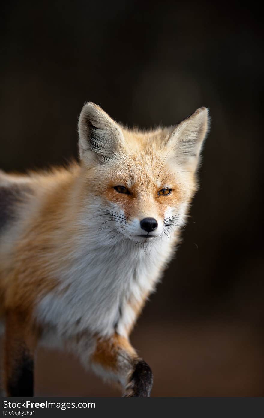 Adult red fox trotting along. Adult red fox trotting along