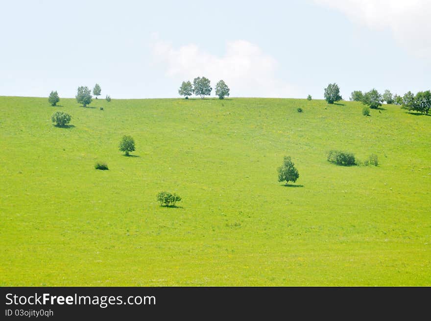 Verdant Pasture And Tree