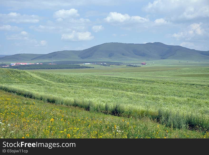 The beautiful pasture in summer