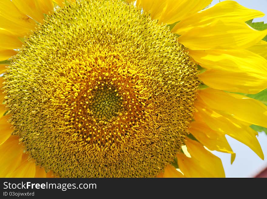 The close-up of a sunflower with sky background.