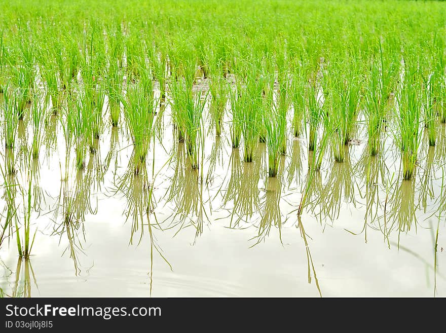 A rice field in thailand. A rice field in thailand