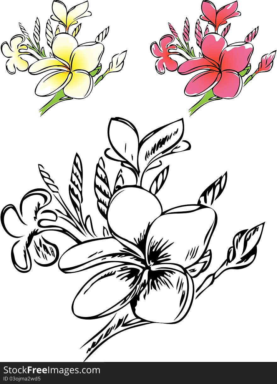 Botanical illustration of plumeria in color and outlines. Botanical illustration of plumeria in color and outlines.