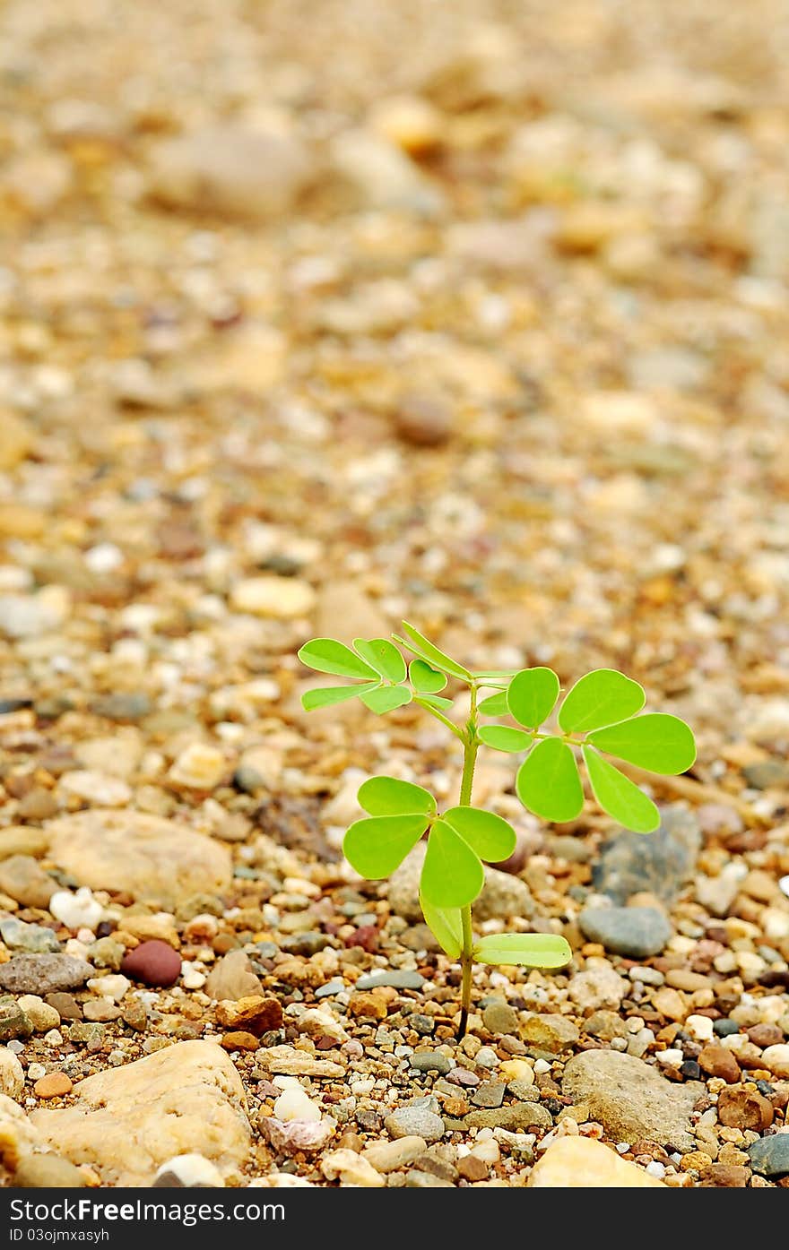 A young plant on gravel ground