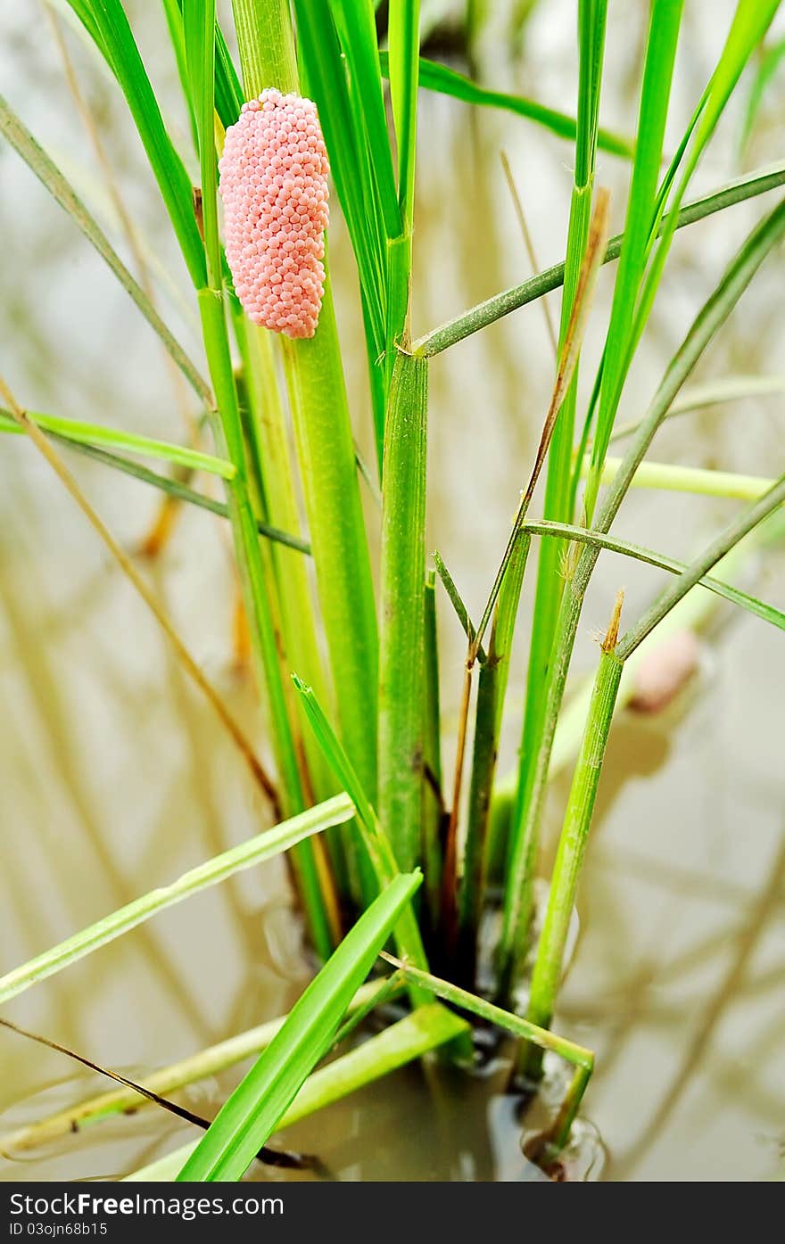 Egg Of Golden Apple Snail