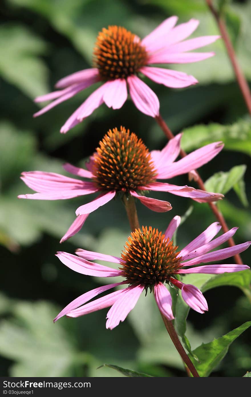 Medicinal purple flowers with the name Echinaceae purpurea