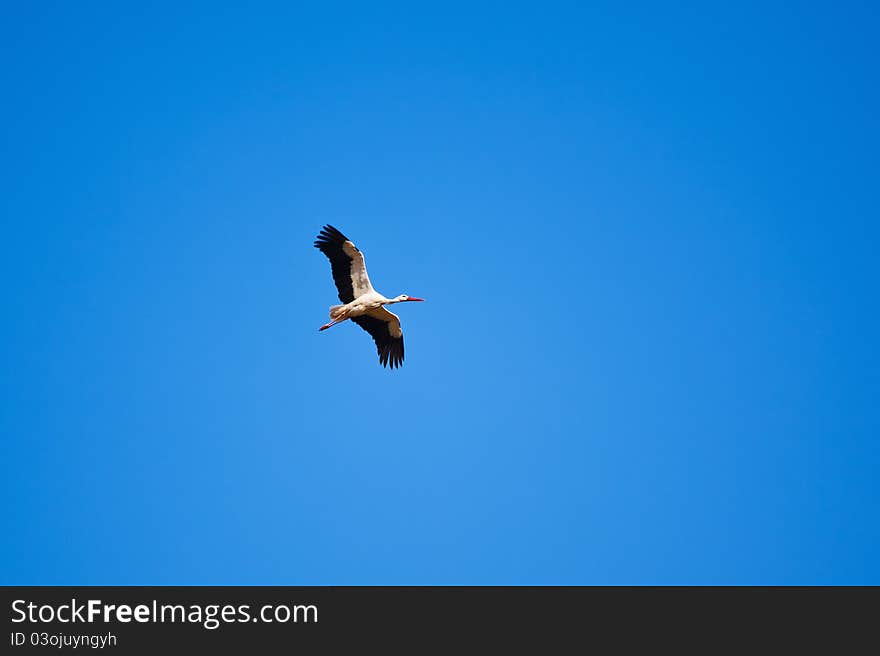 White stork flying