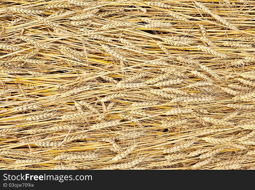 Golden fully ripe wheat fields texture background in summer