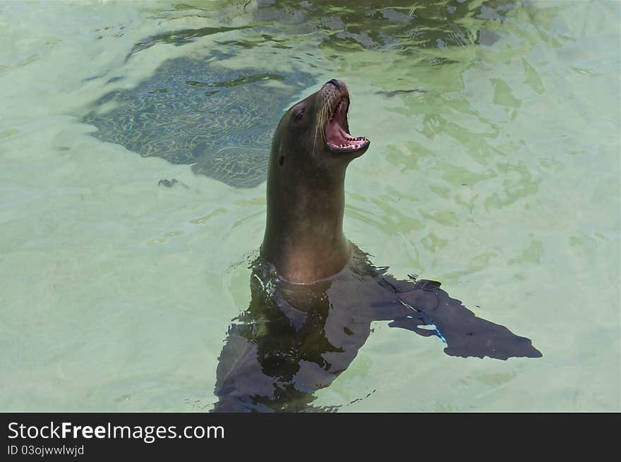 Hungry sea lion