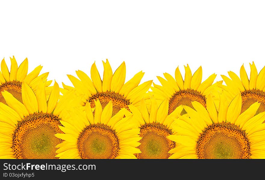 Sunflowers isolated on white background. Summer time.