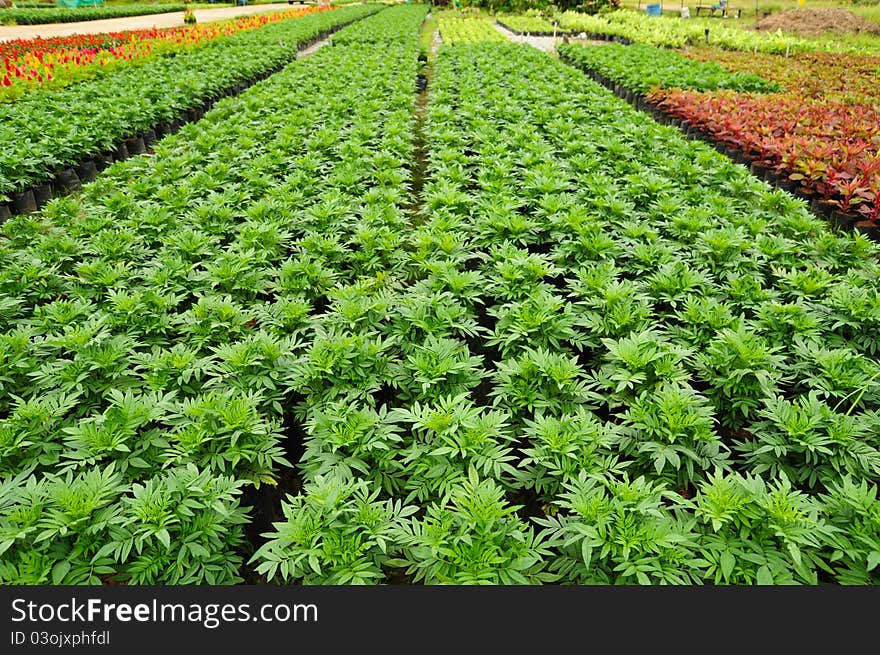 Seedlings of the same sort at farms