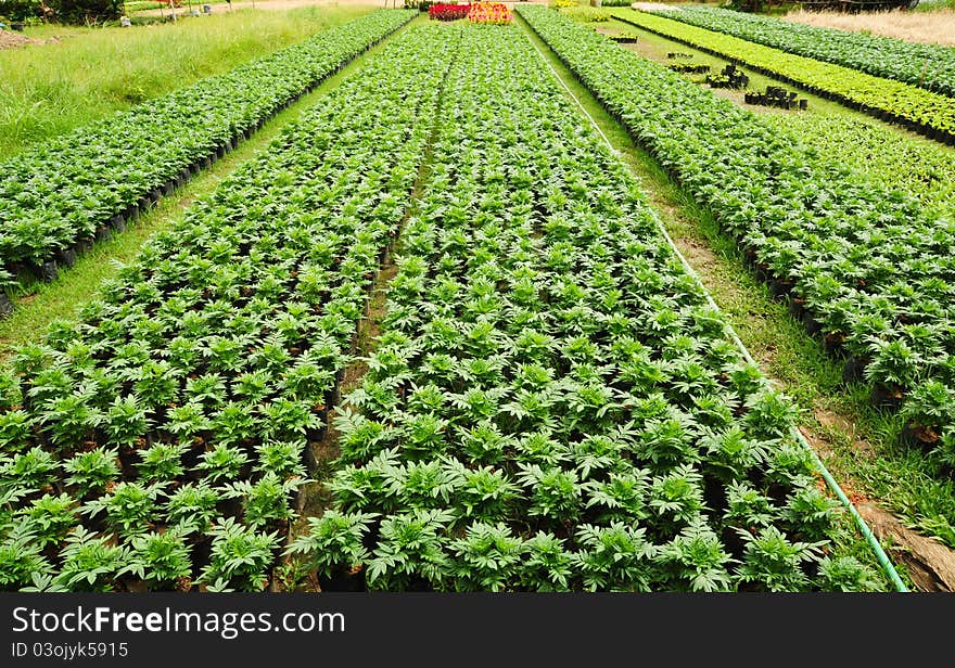 Seedlings of the same sort at farms