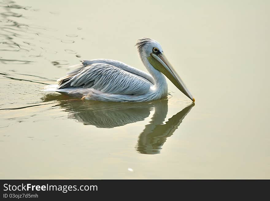 Photo of pelican with perfect mirror image at Putrajaya Wetland Park Purtajaya Malaysia