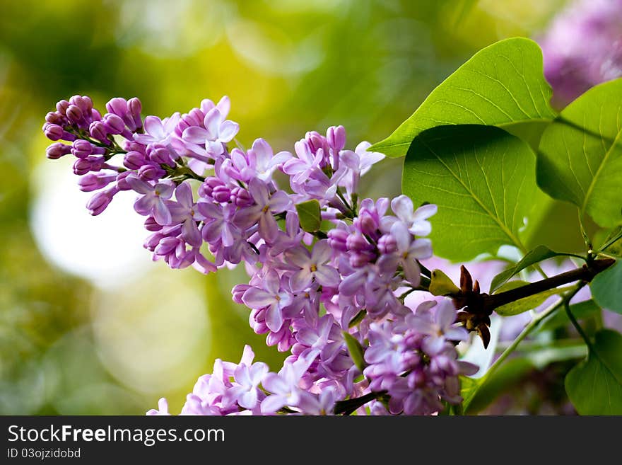 Bunch of violet fragrant pink lilac