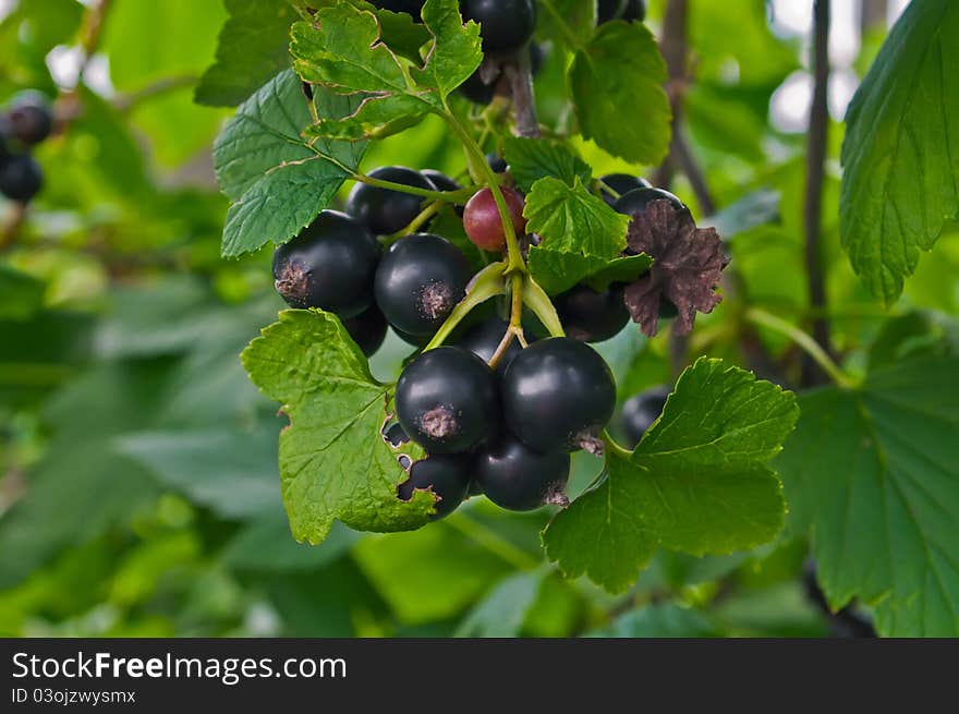 Blackcurrant