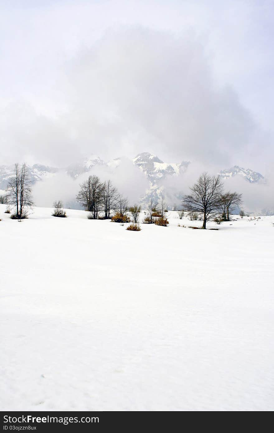 Magic winter landscape covered with snow. Magic winter landscape covered with snow