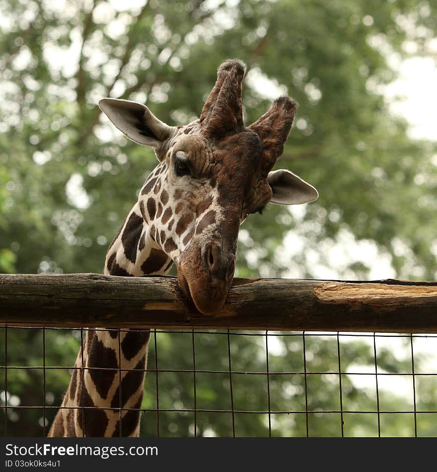 Giraffe portrait in the zoo