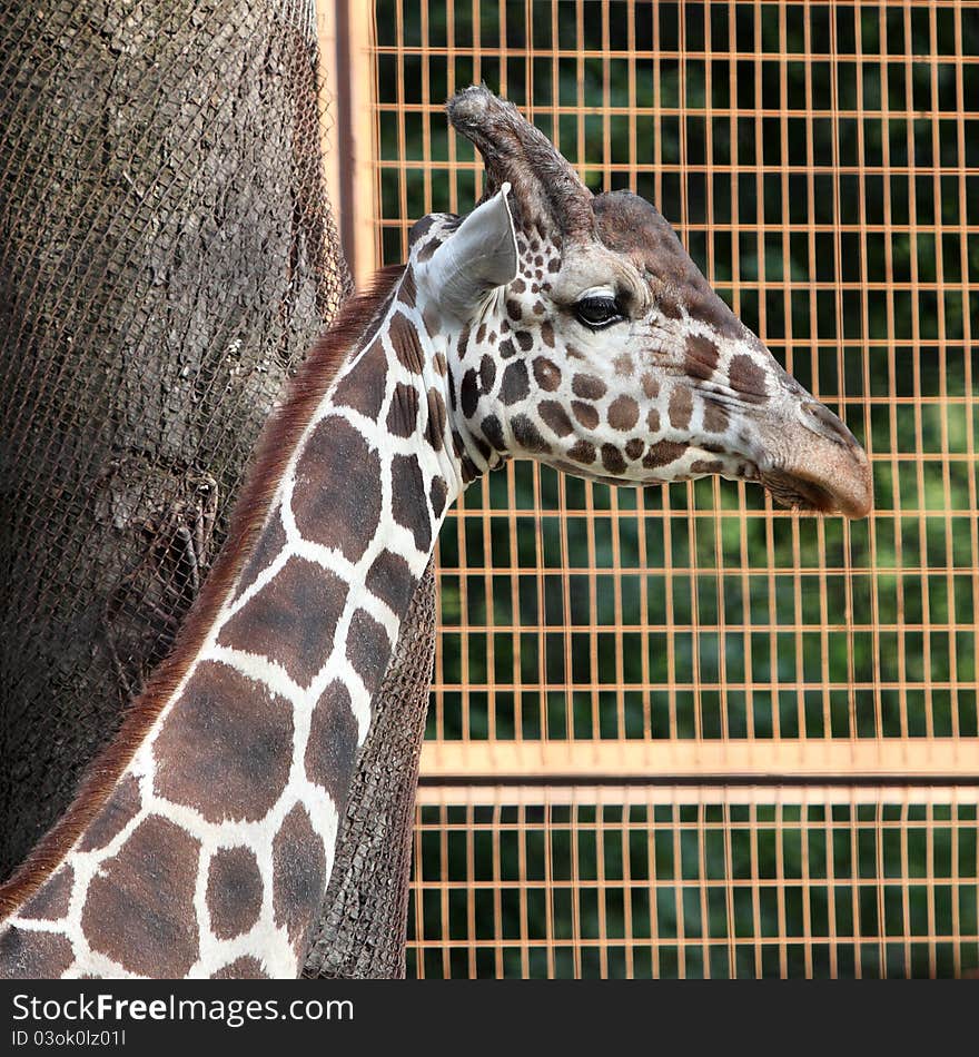 Giraffe portrait in the zoo