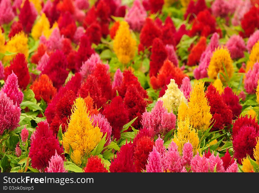 Colorful of flower in the garden